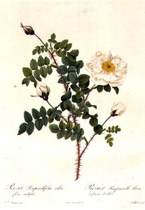 Rosa Pimpinellifolia Alba Flore Multiplei
