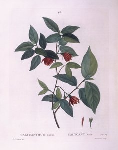 Sweetshrub, botanical plate by Pierre Joseph Redouté