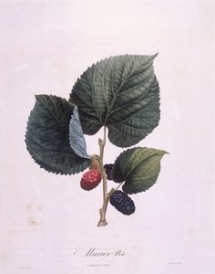 Black Mulberry (Morus nigra), botanical plate by Pierre Antoine Poiteau