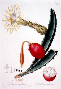 Cactus Triangularis, plate 26 from 
