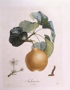 Pear "Talousie"