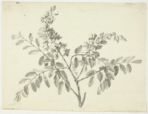 The Flowering Branch