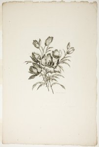 Bouquet with Tulips, from Collection of Different Bouquets of Flowers, Invented and Drawn by Jean Pillement and Engraved by P. C. Canot by Pierre Charles Canot