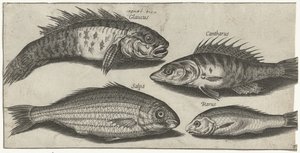 Pike, Perch, Goby, and an Unknown Fish by Pierre Firens