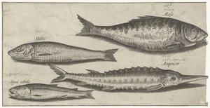 Shad, Sturgeon, Smelt, and a Herring (Fish, Piscivm vivae icones) by Pierre Firens