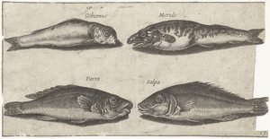 Gudgeon, Pufferfish, Whiting, and Another Fish (series title: Fishes) by Pierre Firens