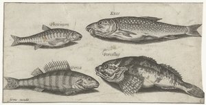 Carp, Minnow, Catfish, and Perch (Vissen) by Pierre Firens