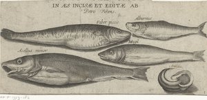 Sprat, Carp, Mullet, Small Cod, and a Shell by Pierre Firens