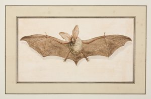 Brown Long-eared Bat, c.1755-65 by Pierre Francois Ledoulx
