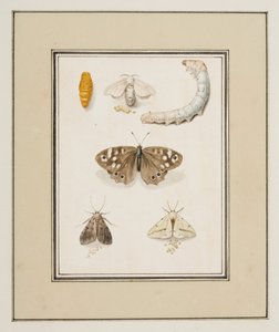 Butterflies, Moths and Caterpillars by Pierre Francois Ledoulx