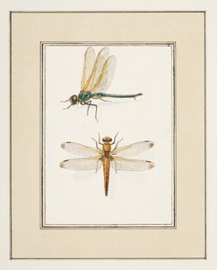 Dragonflies, c.1755-65 by Pierre Francois Ledoulx