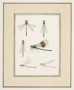 Dragonflies by Pierre Francois Ledoulx