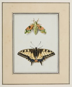 Hawk Moth and Old World Swallowtail Butterfly, c.1755-65 by Pierre Francois Ledoulx