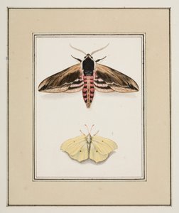 Privet Hawk Moth and Common Brimstone, c.1755-65 by Pierre Francois Ledoulx