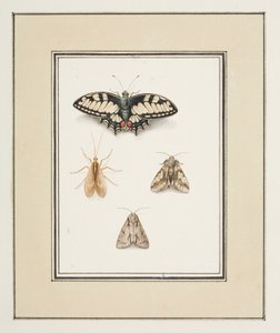 Swallowtail Butterfly, Mayfly and Two Moths by Pierre Francois Ledoulx
