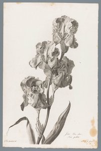Dalmatian Iris from Fleurs dessinées d