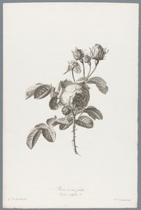 Hundred-petaled Rose (Flowers Drawn from Nature) by Pierre François Legrand