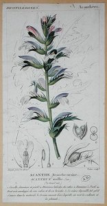 Acanthus Mollis, c.1820 by Pierre Jean Francois (after) Turpin
