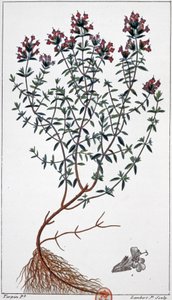 Thyme (engraving)