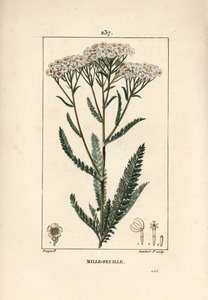 Yarrow, Achillea Millefolium by Pierre Jean Francois Turpin