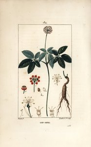 American Ginseng by Pierre Jean Francois Turpin
