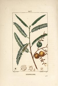 Amla - Nepalese or Indian Gooseberry, Phyllanthus emblica (from La Flore Medicale) by Pierre Jean Francois Turpin