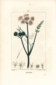 Aquatic oenanthe or water fennel - Fine-leaved water dropwort, Oenanthe aquatica