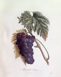 Black muscat grapes, botanical plate by Pierre Jean Francois Turpin