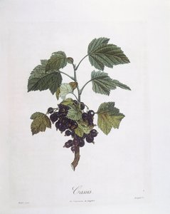 Blackcurrant (Ribes nigrum) or Cassis Noir de Bourgogne, botanical plate by Pierre Jean Francois Turpin