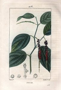 Botanical: black pepper. Handcoloured stipple copperplate engraving by Lambert from a drawing by Pierre Jean-Francois Turpin from Chaumeton, Poiret et Chamberet