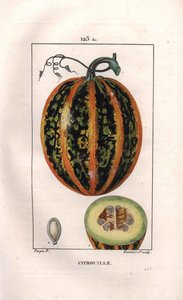 Pumpkin, Cucurbita pepo. Handcoloured stipple copperplate engraving from Chaumeton, Poiret et Chamberet
