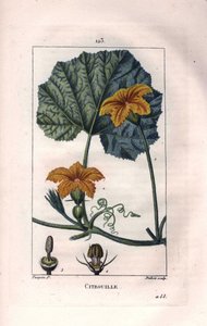 Botanical: Squash Flower