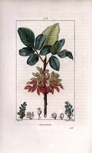 Pistachio Branch and Fruit by Pierre Jean Francois Turpin