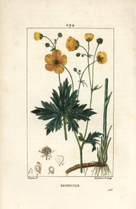 Buttercup - Upright Crowfoot, Ranunculus Acris