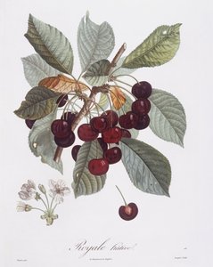 Cherry tree (Prunus avium), botanical plate by Pierre Jean Francois Turpin by Pierre Jean Francois Turpin