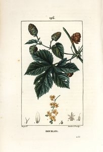Climbing Hops by Pierre Jean Francois Turpin