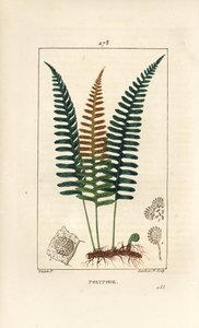 Common Polypod - Polypody fern, Polypodium vulgare, with leaf, seed and root. Handcoloured stipple copperplate engraving from Chaumeton, Poiret and Chamberet