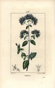 Common oregano, Origanum vulgare, with flower, leaf, stalk and seed (Illustration from La Flore Medicale)