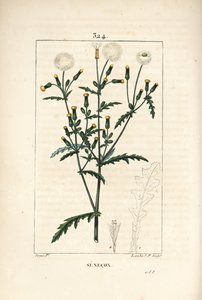 Common Senecon - Common Groundsel by Pierre Jean Francois Turpin