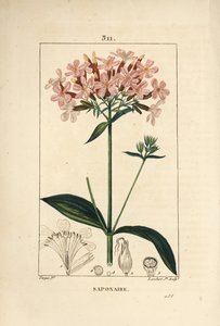 Common Soapwort, Saponaria Officinalis