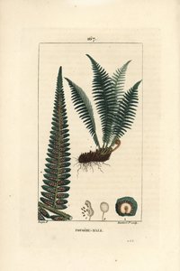 Male Shield Fern