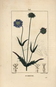 Field Knautie or Field Scabious - Field Scabious, Knautia Arvensis, with Flower, Leaf, Stalk, Seed and Leaf Outline. Handcoloured Stipple Copperplate Engraving by Lambert Junior from a Drawing by Pierre Jean-Francois Turpin from Chaumeton, Poiret and Chamb by Pierre Jean Francois Turpin