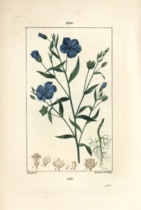 Flax, Linum Sativum by Pierre Jean Francois Turpin