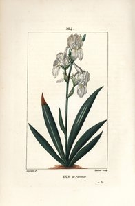 Florentine Iris, Iris florentina, Flower and Leaf