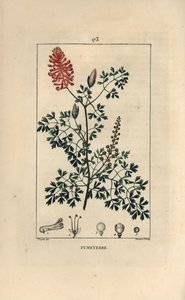 Fumitory