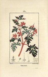 Geranium Grass a Robert