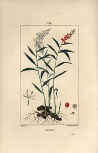 Grand galanga or Galanga - Greater or Thai galangal, Alpinia galanga, showing flowers, berries, leaves and rhizome root by Pierre Jean Francois Turpin