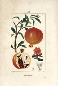 Pomegranate Tree, Punica Granatum by Pierre Jean Francois Turpin