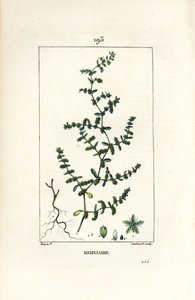 Rupture Wort by Pierre Jean Francois Turpin