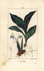 Himalayan Crocus - Zedoary, Koempferia rotunda, with flower, leaf, stem and root rhizome